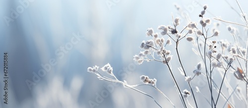 During winter you can see dried plant twigs adorned with a pristine layer of new white frost set against the snowy backdrop