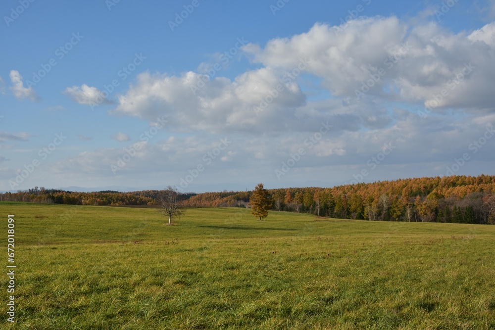 Obraz premium 秋の日の草原