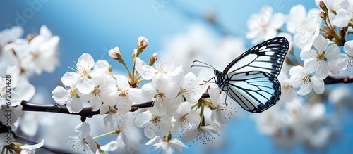 Gorgeous insect resting on a pristine blossom