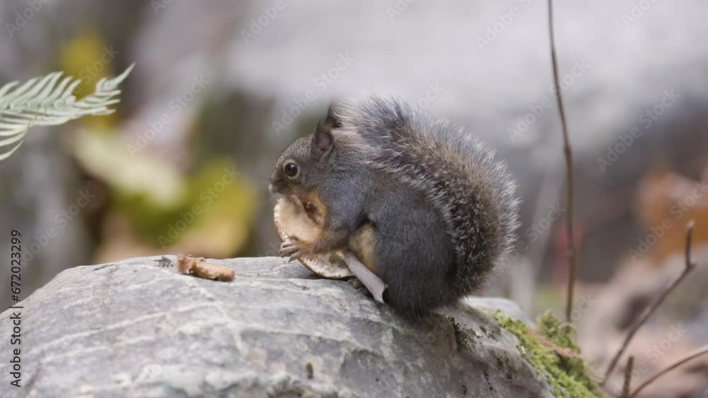 Squirrel eating a mushroom in Canadian nature. Squamish, British Columbia, Canada. Zoom Squirrel eating a mushroom in Canadian nature. Squamish, British Columbia, Canada. Zoom