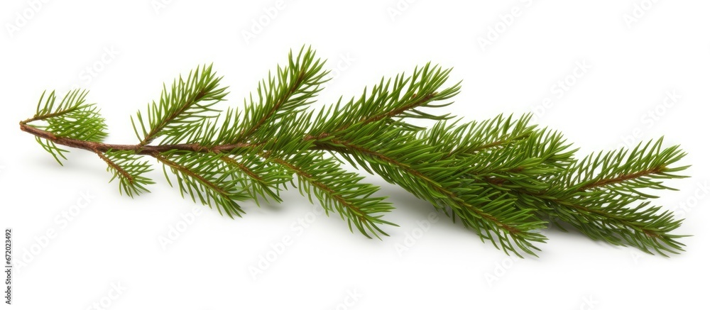 A white background adorned with a spruce branch A white background adorned with a spruce branch
