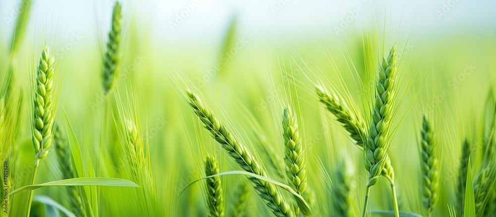 A wheat growing agricultural field where young unripe green plants of cereal are cultivated