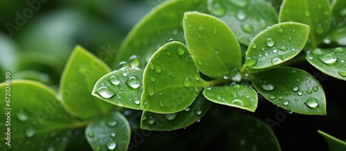 Capture the glistening raindrops on tiny foliage