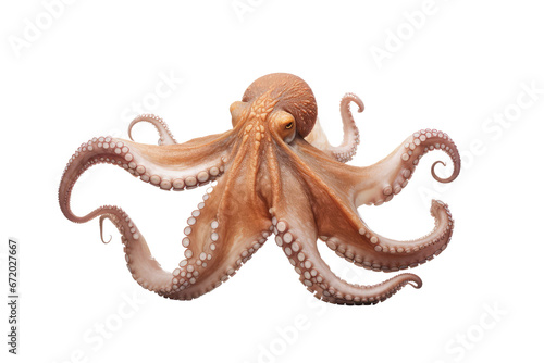 Octopus on isolated transparent background