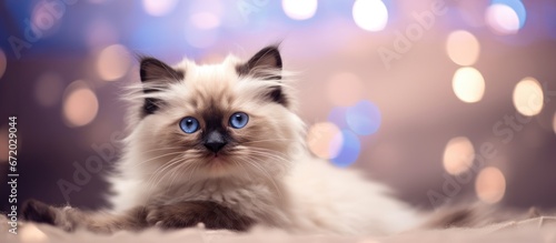 Playful Birman kitten birma joy