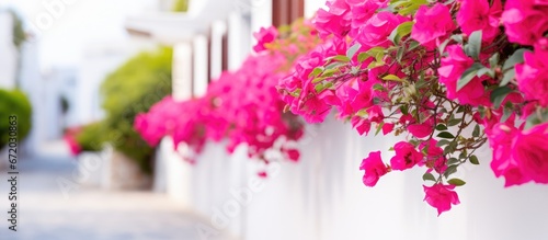 Fototapeta Naklejka Na Ścianę i Meble -  A pink colored flowered climbing plant with vibrant thorny leaves known as bougainvillea thrives year round on the Greek island It adds a lively touch to the whitewashed paved streets and b