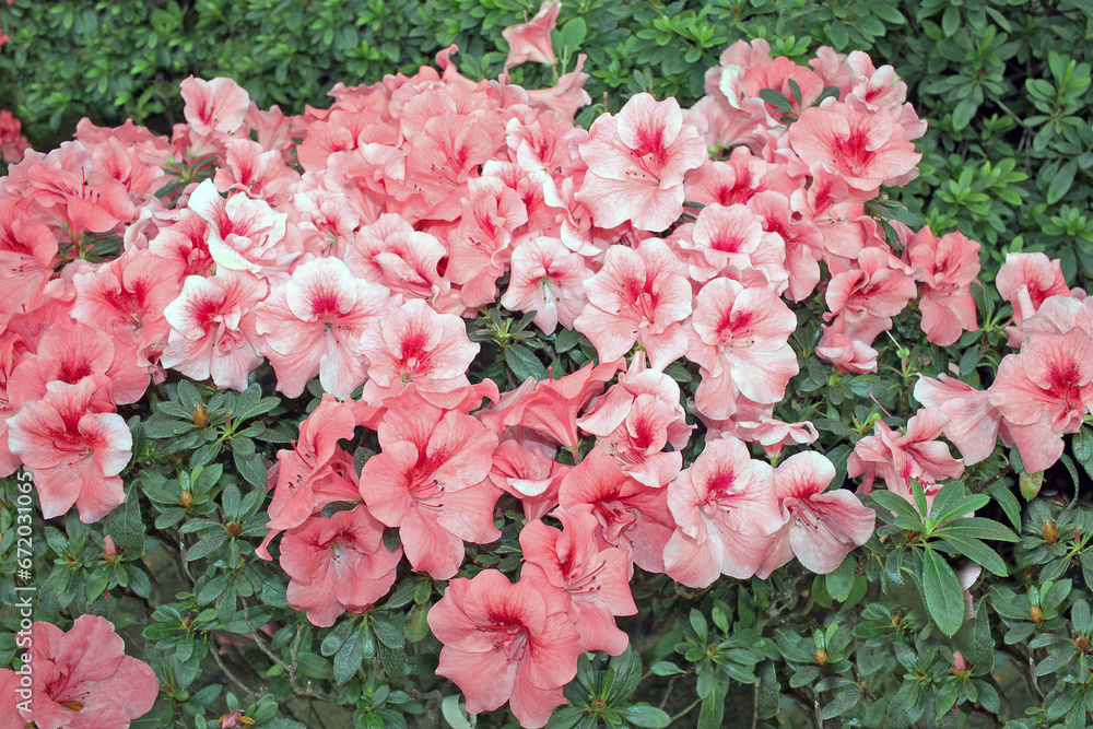 Azalea in winter