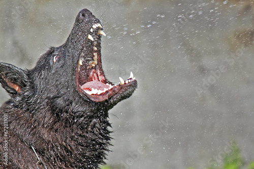The dog, bathing in hot weather