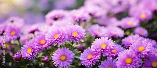 Garden blooms with asters