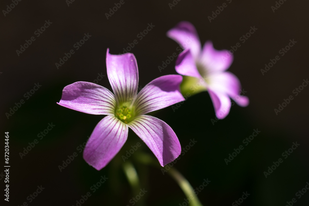 Nice flowers under the shining sun decorating a garden Nice flowers under the shining sun decorating a garden