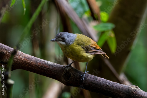 Green backed robin in Arfak mountains in West Papua, Indonesia.