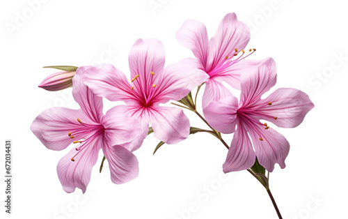 Meadow Marvels The Enchanting Epilobium Blossoms on White or PNG Transparent Background.