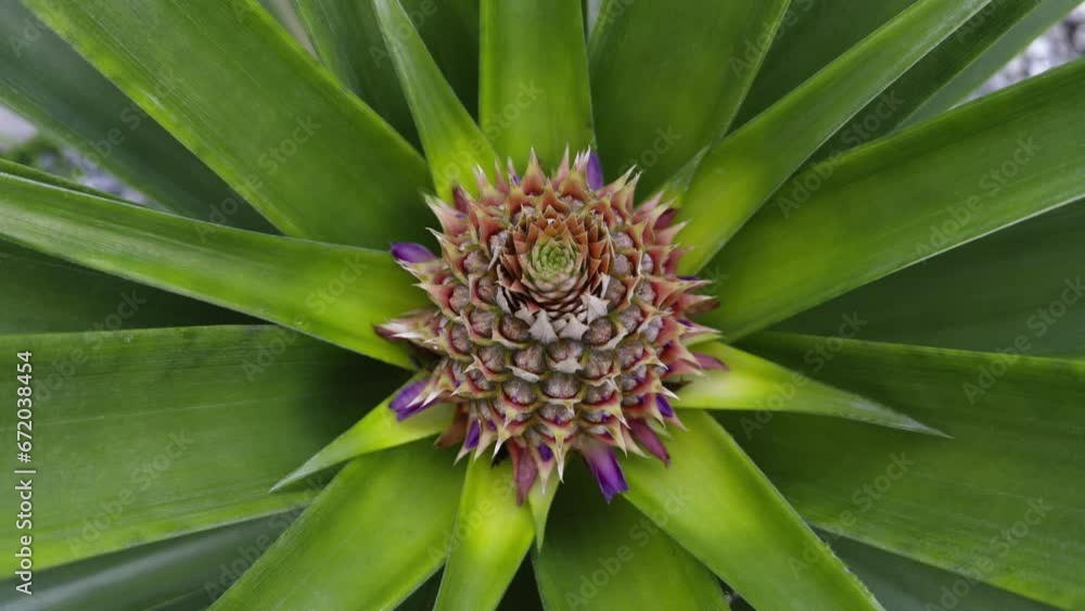 Fresh Pineapple bud plant - Tropical sweet and sour fruit Fresh Pineapple bud plant - Tropical sweet and sour fruit