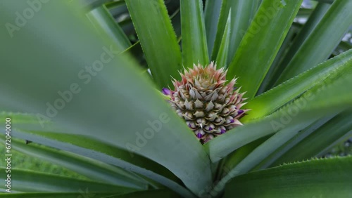 Wallpaper Mural Fresh Pineapple bud plant - Tropical sweet and sour fruit Torontodigital.ca