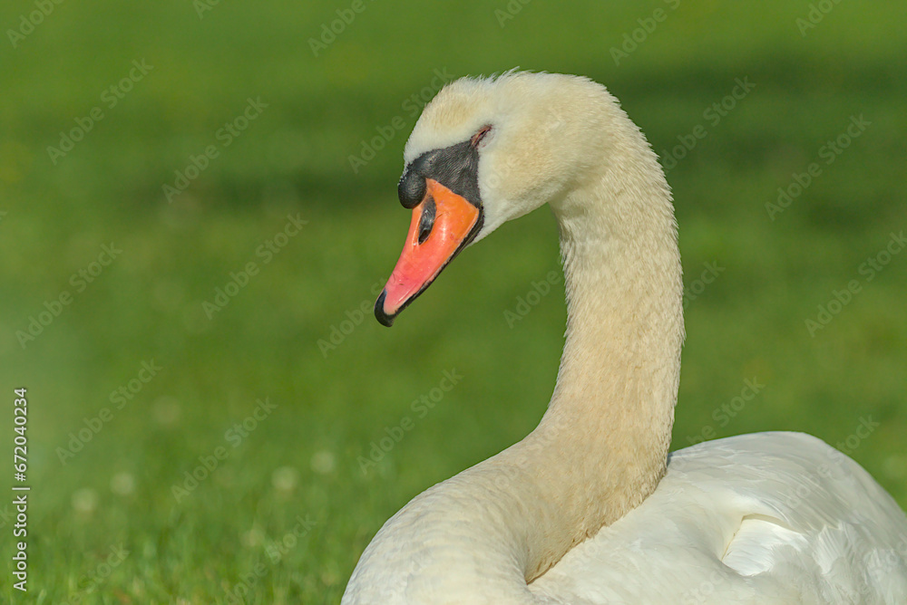 A bright beautiful white swan is located on a green meadow. Romantic portrait of a swan. Close-up. Sunny day.