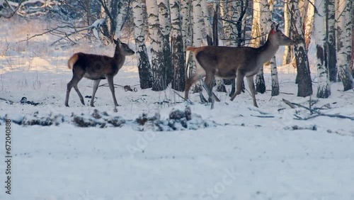 Deer in the winter forest
