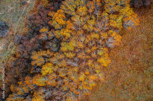 Aerial view of colorful birch tree nature landscape in autumn. top view.