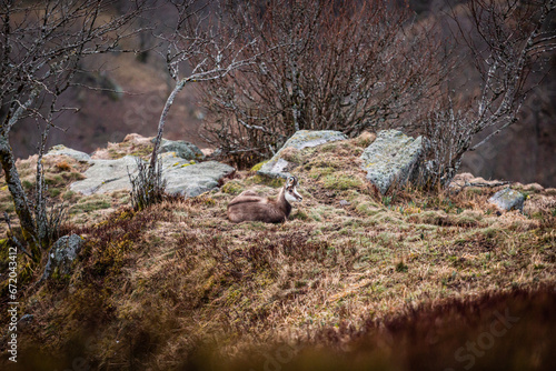 Chamois wild goat in the mountains of Vosges France in a field with cliffs and rocks scenery in the background