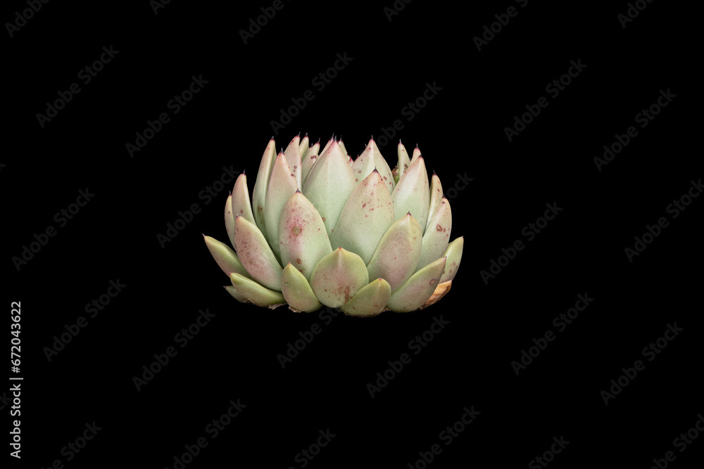 Side view of succulents Side view of succulents