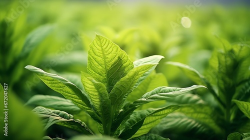 Tobacco plantation with lush green leaves. Super macro close-up of fresh tobacco leaves. Soft selective focus. Artificially created grain for the picture : Generative AI photo