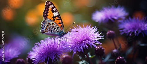 An exquisite butterfly resting on a vibrant purple bloom