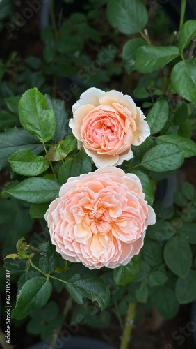 Masora rose. Apricot pink rose.