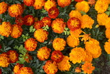 Over view of garden flowers in red, orange and yellow with clover leaves 