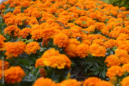 Perspective view of orange flowers with greenery © Nature Studio 33