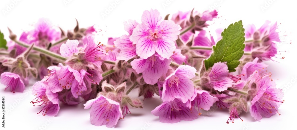 Obraz premium A commonly known wild flower called horehound typically has variable colors like pink or white