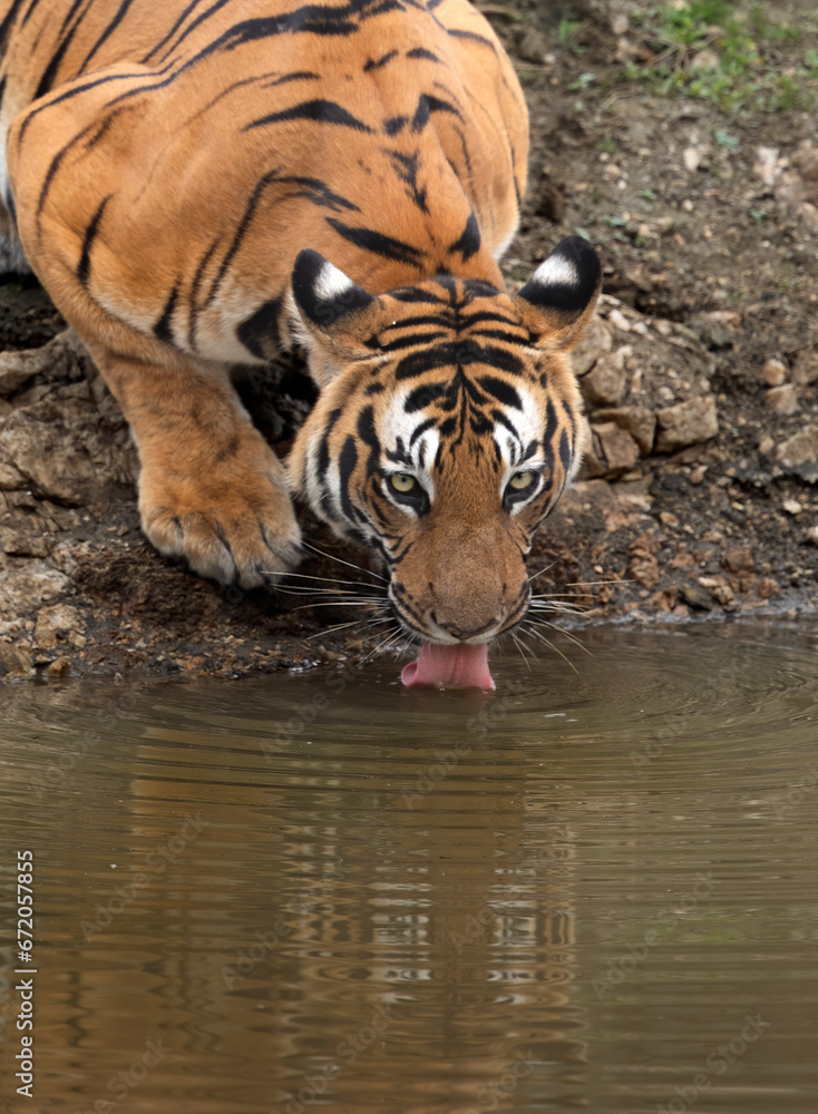Fototapeta premium Tiger close up drinking water