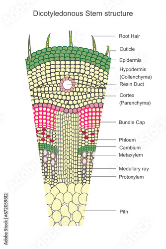 Dicotyledonous stems have a branched vascular system, with two cotyledons and a distinct arrangement of vascular bundles.Botanical concept. photo