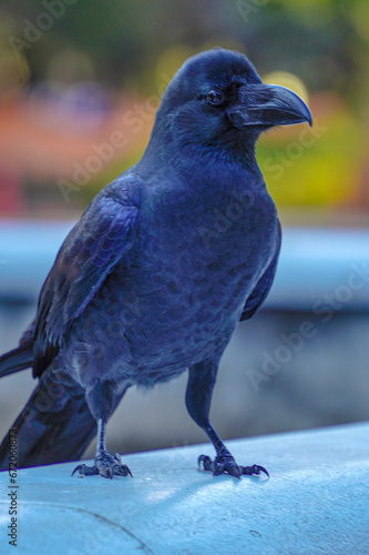 crow in the park