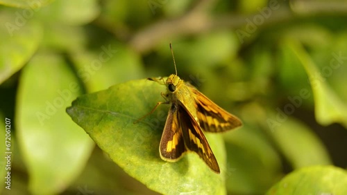 close up of small branded swift. branded swifts. borbo cinnara. eufala skipper. skipper. little glassywing. wallengrenia. polites origenes. green oranges. crossline skipper. photo