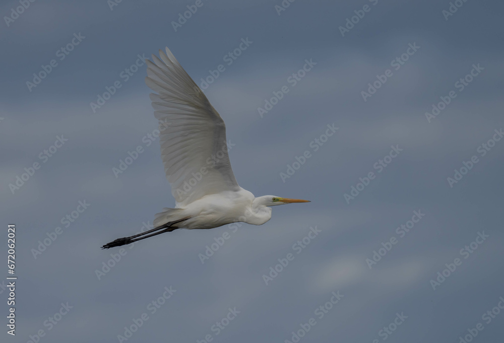 great egret in the ebro river marshes great egret in the ebro river marshes