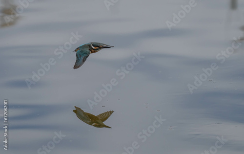 the kingfisher in flight over the lagoon