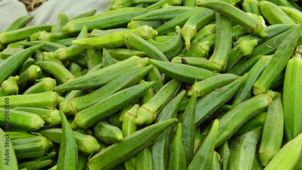 lady finger in the market. Stock of ladies finger. Okra vegetable. Green vegetable. Many lady fingers. Bulk of Lady fingers. lady finger in the market. Stock of ladies finger. Okra vegetable. Green vegetable. Many lady fingers. Bulk of Lady fingers.