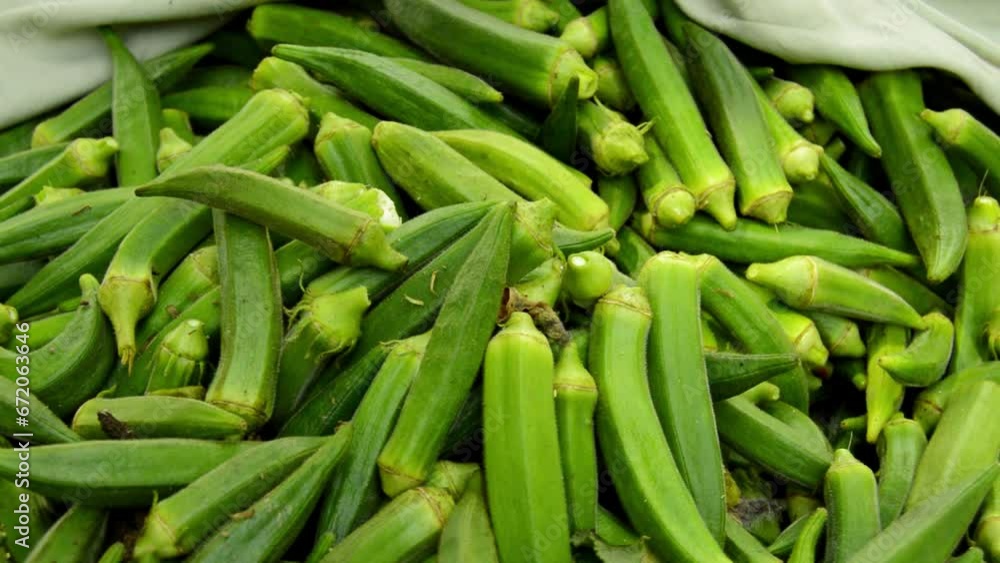 lady finger in the market. Stock of ladies finger. Okra vegetable. Green vegetable. Many lady fingers. Bulk of Lady fingers. lady finger in the market. Stock of ladies finger. Okra vegetable. Green vegetable. Many lady fingers. Bulk of Lady fingers.