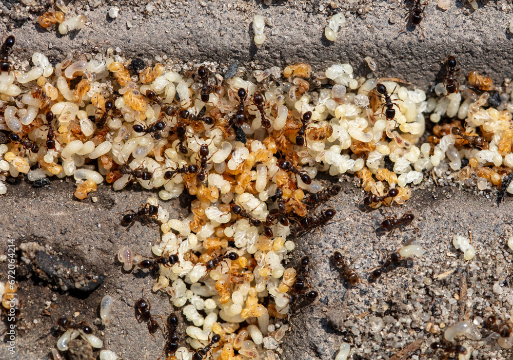 Close up of red ant eggs. Macro Close up of red ant eggs. Macro