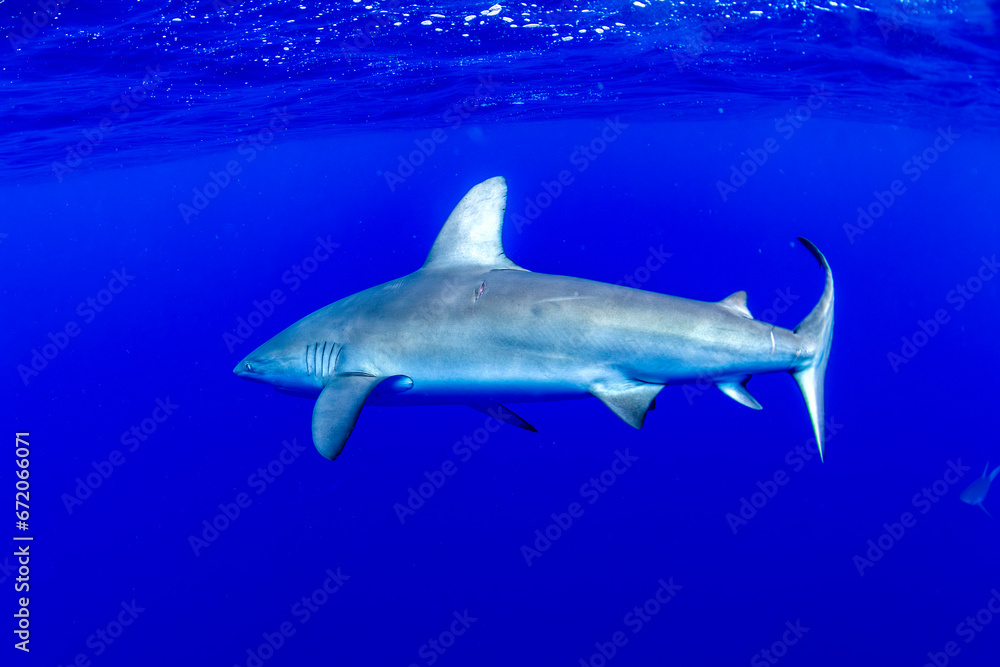 Fototapeta premium Galapagos shark, Oahu Hawaiian Islands