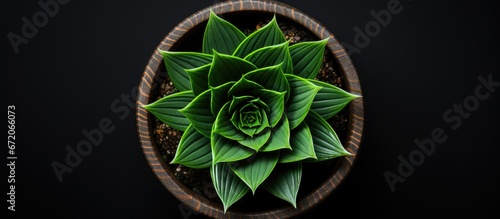 From an aerial perspective one can observe a potted Haworthia a lush and attractive houseplant photo