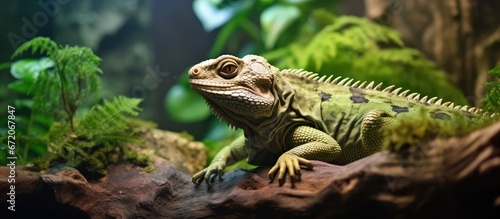 A stunning expansive reptile with a vibrant green hue peers from within its enclosed habitat The lizard and iguana eagerly explore in pursuit of their next meal against a background depicti © 2rogan