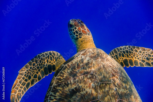 amazing pattern on a sea turtle with dark blue water in the background detail