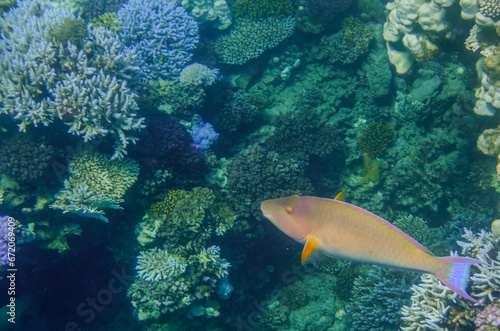 bicolor parrotfish in the coral reef