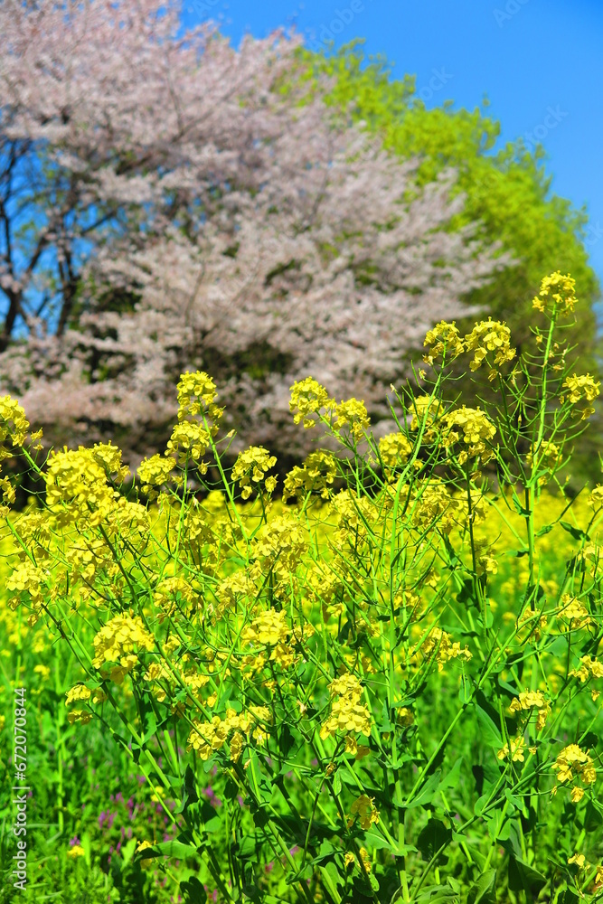 快晴の青空と満開の桜と一面に咲いた菜の花の風景3