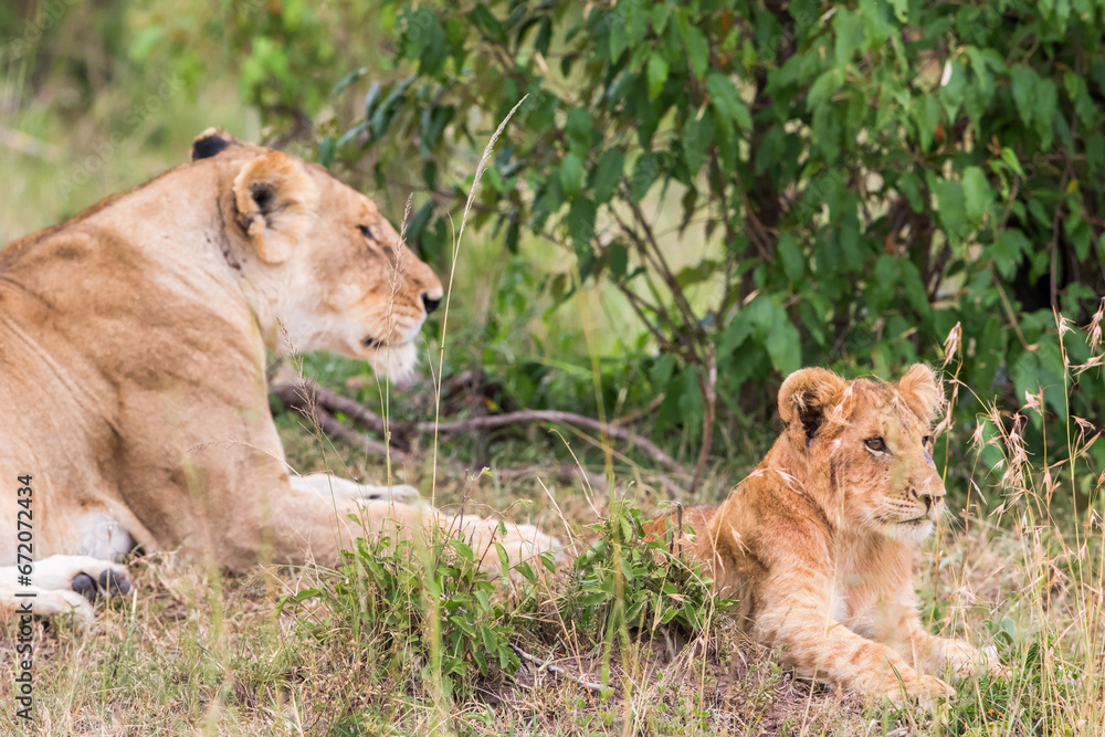 Naklejka premium Lioness with a cub in the grass under a bush