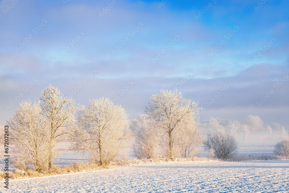 Frosty trees by a field in beautiful winter landscape Frosty trees by a field in beautiful winter landscape