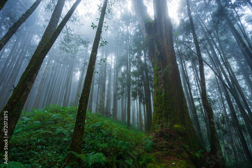 Misty forest in rainy season.