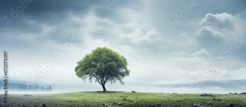 Foggy summer scenery with a tree