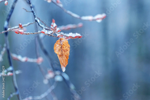 Lonely leaf on a tree branch in the forest in winter on a blurred background