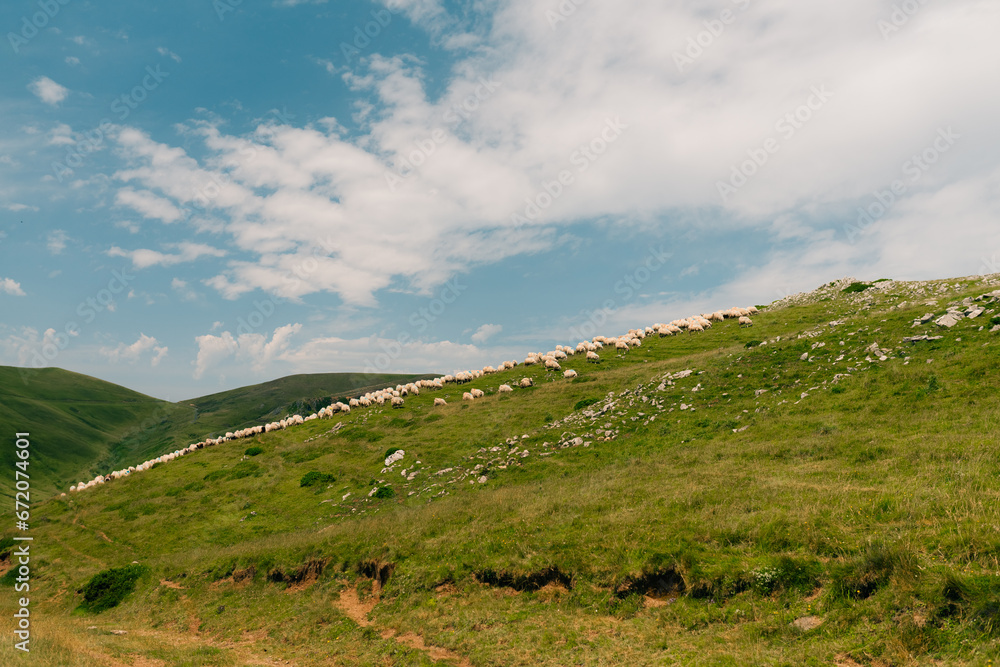 flock of sheep in the meadows of Pyrenees National Park, Pyrenees Atlantiques, France